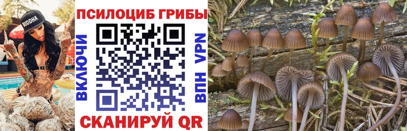 Галлюциногенные грибы Psilocybine cubensis  магазин продажи   Киров 